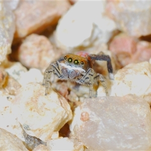 Maratus pavonis at Krawarree, NSW - 20 Oct 2024