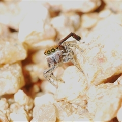 Maratus pavonis at Krawarree, NSW - 20 Oct 2024