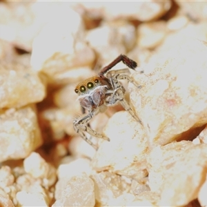 Maratus pavonis at Krawarree, NSW - 20 Oct 2024