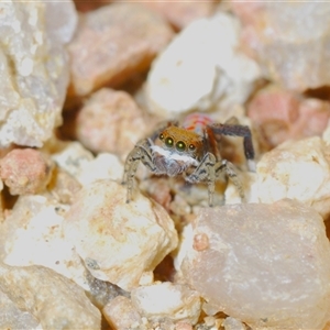 Maratus pavonis at Krawarree, NSW - 20 Oct 2024