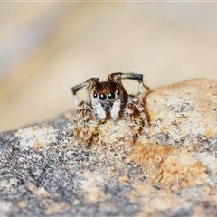 Maratus chrysomelas (Variable Peacock Spider) at Krawarree, NSW - 20 Oct 2024 by Harrisi