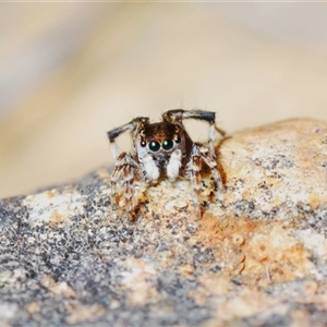 Maratus chrysomelas at Krawarree, NSW - 20 Oct 2024 03:27 PM