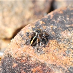 Maratus chrysomelas at Krawarree, NSW - 20 Oct 2024 03:27 PM