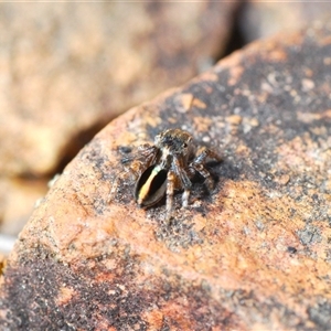 Maratus chrysomelas at Krawarree, NSW - 20 Oct 2024 03:27 PM