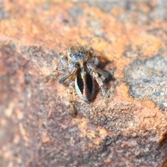 Maratus chrysomelas at Krawarree, NSW - 20 Oct 2024 03:27 PM