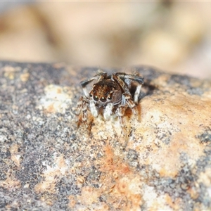 Maratus chrysomelas at Krawarree, NSW - 20 Oct 2024 03:27 PM