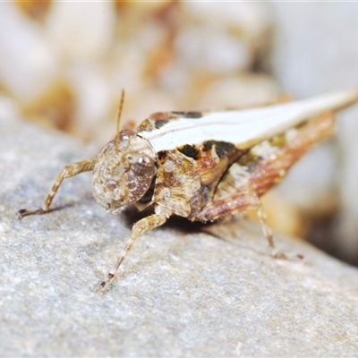 Unidentified Grasshopper (several families) at Krawarree, NSW - 20 Oct 2024 by Harrisi