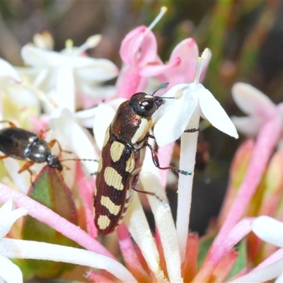 Castiarina decemmaculata (Ten-spot Jewel Beetle) at Wyanbene, NSW - 20 Oct 2024 by Harrisi