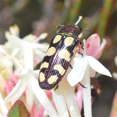 Castiarina decemmaculata at Wyanbene, NSW - 20 Oct 2024