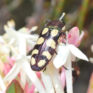 Castiarina decemmaculata at Wyanbene, NSW - 20 Oct 2024