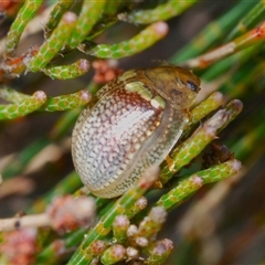 Paropsisterna decolorata (A Eucalyptus leaf beetle) at Wyanbene, NSW - 20 Oct 2024 by Harrisi