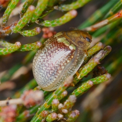 Paropsisterna decolorata (A Eucalyptus leaf beetle) at Wyanbene, NSW - 20 Oct 2024 by Harrisi