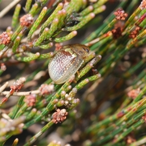 Paropsisterna decolorata at Wyanbene, NSW - 20 Oct 2024