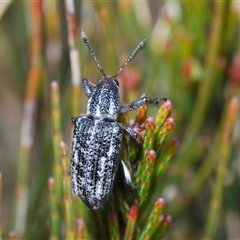 Pelororhinus sp. (genus) (A weevil) at Wyanbene, NSW - 20 Oct 2024 by Harrisi