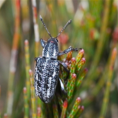 Pelororhinus sp. (genus) (A weevil) at Wyanbene, NSW - 20 Oct 2024 by Harrisi