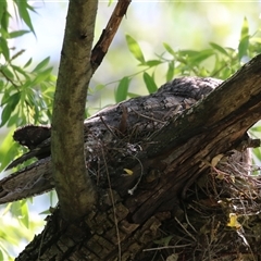 Podargus strigoides at Fyshwick, ACT - suppressed