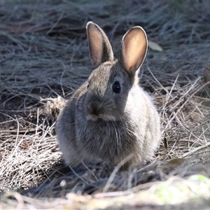 Oryctolagus cuniculus at Fyshwick, ACT - 21 Oct 2024 02:04 PM