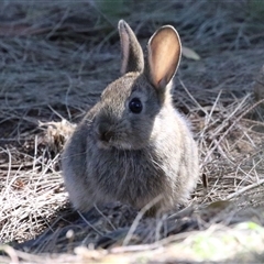 Oryctolagus cuniculus at Fyshwick, ACT - 21 Oct 2024