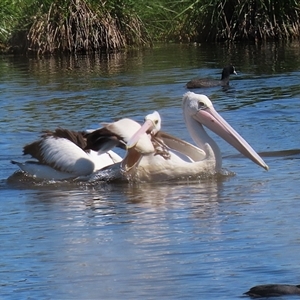 Pelecanus conspicillatus at Fyshwick, ACT - 21 Oct 2024 12:04 PM