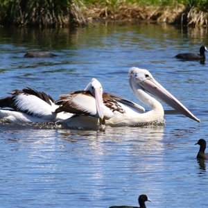 Pelecanus conspicillatus at Fyshwick, ACT - 21 Oct 2024 12:04 PM