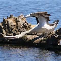 Pelecanus conspicillatus at Fyshwick, ACT - 21 Oct 2024