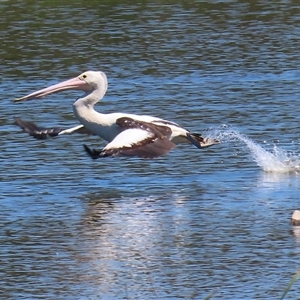 Pelecanus conspicillatus at Fyshwick, ACT - 21 Oct 2024 12:04 PM