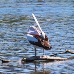 Pelecanus conspicillatus at Fyshwick, ACT - 21 Oct 2024 12:04 PM