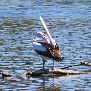 Pelecanus conspicillatus at Fyshwick, ACT - 21 Oct 2024