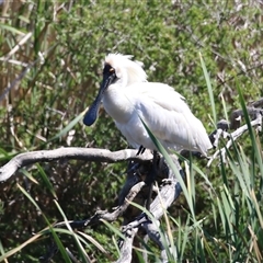 Platalea regia (Royal Spoonbill) at Fyshwick, ACT - 21 Oct 2024 by RodDeb