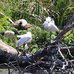 Platalea regia at Fyshwick, ACT - 21 Oct 2024 11:21 AM