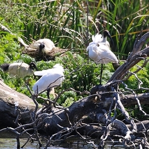 Platalea regia at Fyshwick, ACT - 21 Oct 2024