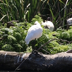 Platalea regia at Fyshwick, ACT - 21 Oct 2024