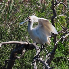 Platalea regia at Fyshwick, ACT - 21 Oct 2024