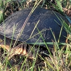 Chelodina longicollis (Eastern Long-necked Turtle) at Marlo Merrican, NSW - 6 Oct 2024 by Rogerbrindle1