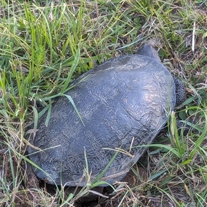 Chelodina longicollis at Marlo Merrican, NSW - 6 Oct 2024 05:15 PM
