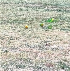 Polytelis swainsonii (Superb Parrot) at Mawson, ACT - 22 Oct 2024 by KateU