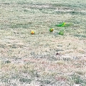 Polytelis swainsonii (Superb Parrot) at Mawson, ACT by KateU