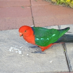 Alisterus scapularis (Australian King-Parrot) at Jamberoo, NSW - 19 Oct 2024 by plants