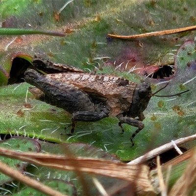 Tetrigidae (family) (Pygmy grasshopper) at Wamboin, NSW - 19 Oct 2024 by Wolfdogg
