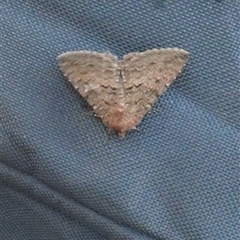 Unverified Moth (Lepidoptera) at Kalbarri, WA - 12 Sep 2024 by Paul4K
