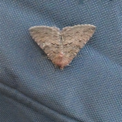Unverified Moth (Lepidoptera) at Kalbarri, WA - 12 Sep 2024 by Paul4K