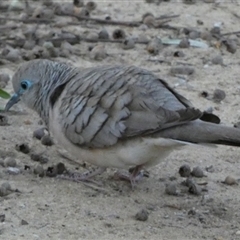 Geopelia placida (Peaceful Dove) at Kalbarri, WA - 11 Sep 2024 by Paul4K