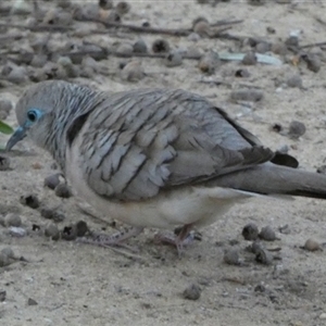 Geopelia placida at Kalbarri, WA - 12 Sep 2024