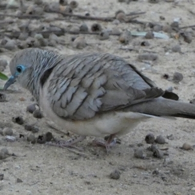 Geopelia placida (Peaceful Dove) at Kalbarri, WA - 12 Sep 2024 by Paul4K