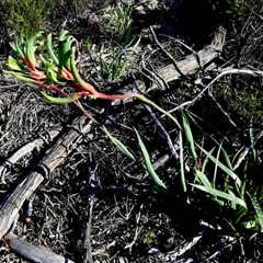 Anigozanthos manglesii at Kalbarri National Park, WA - 12 Sep 2024 by Paul4K