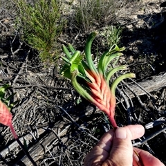 Anigozanthos manglesii at Kalbarri National Park, WA - 12 Sep 2024 10:51 AM