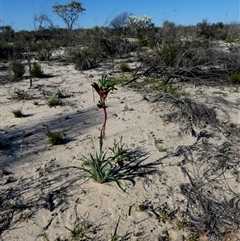 Anigozanthos manglesii at Kalbarri National Park, WA - 12 Sep 2024 10:51 AM