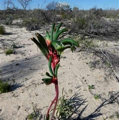 Anigozanthos manglesii at Kalbarri National Park, WA - 12 Sep 2024 10:51 AM