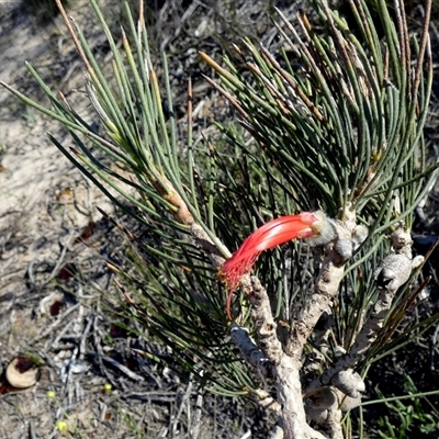 Calothamnus quadrifidus at Kalbarri National Park, WA - 12 Sep 2024 by Paul4K