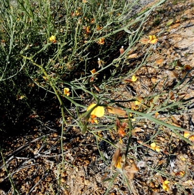 Unidentified Other Shrub at Kalbarri National Park, WA - 12 Sep 2024 by Paul4K